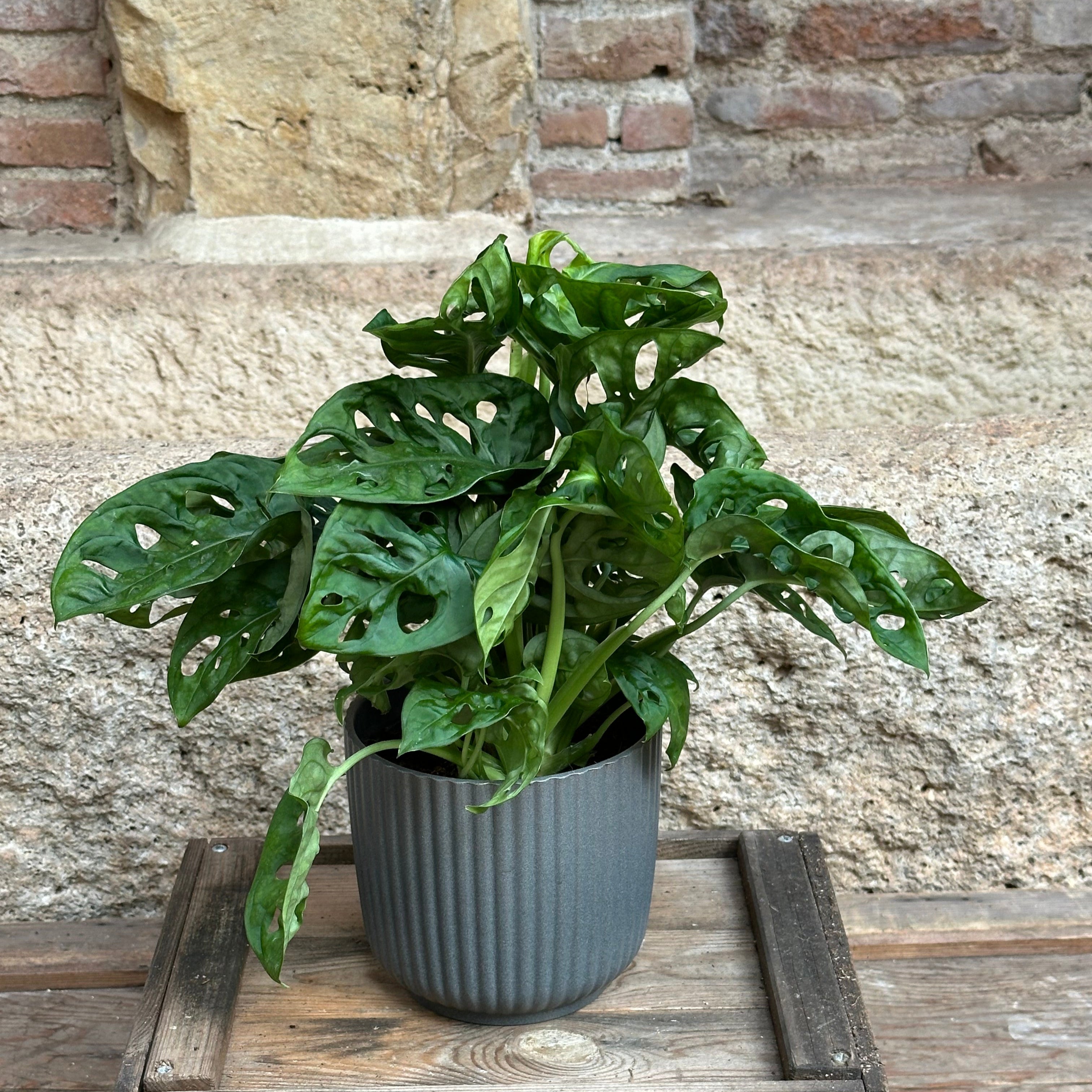 planta monstera obliqua cuidados Monstera oblicua