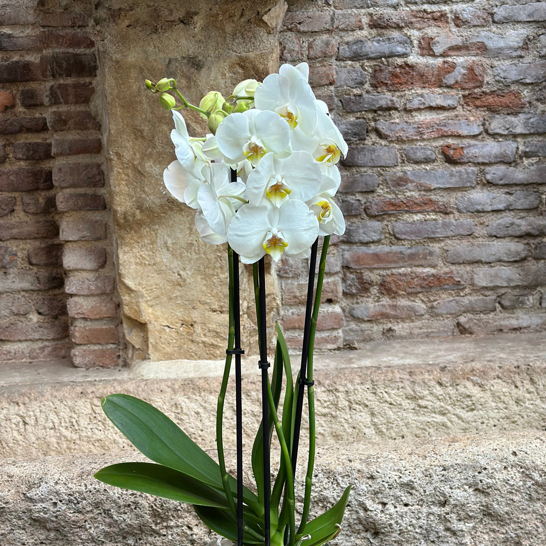 Orquídeas en verano: por qué son la planta ideal y cómo cuidarlas con éxito