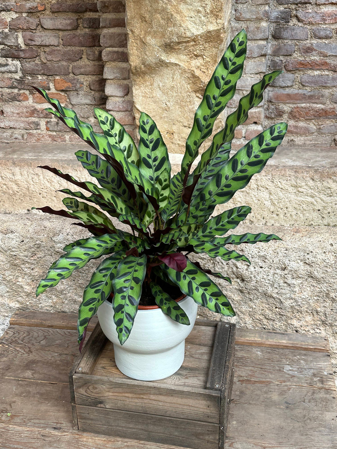 ¿Qué son las Calatheas y por qué son una planta ideal para el verano?