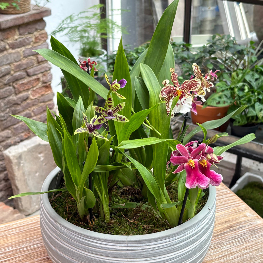 Cómo Cuidar Plantas en Invierno: Guía Completa