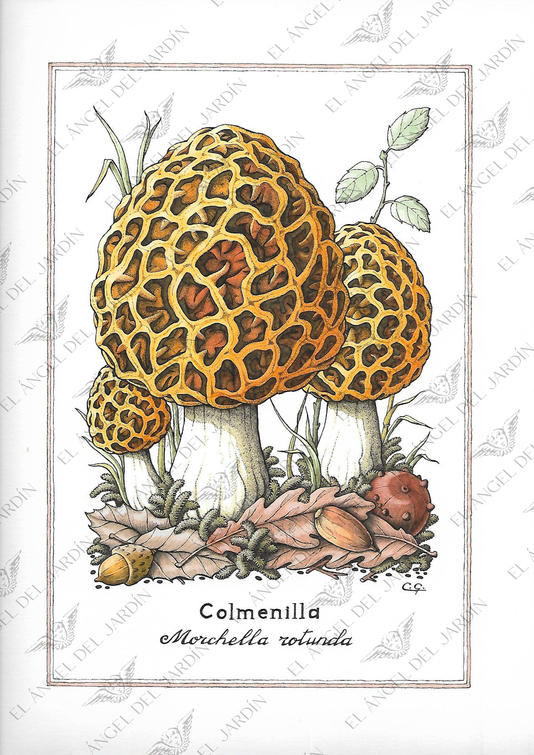 Colmenilla (postal)