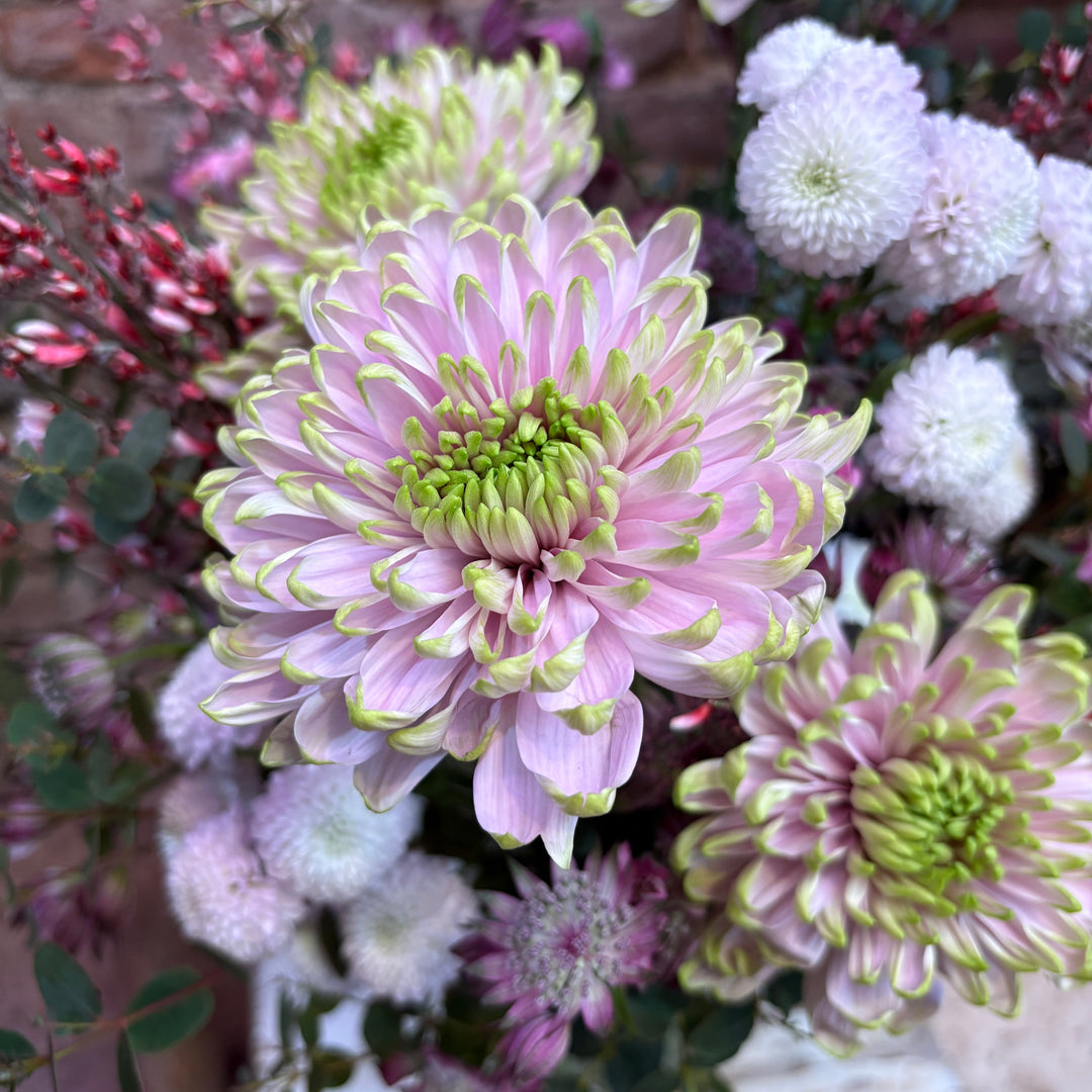 Ramo Semanal Gala de Invierno