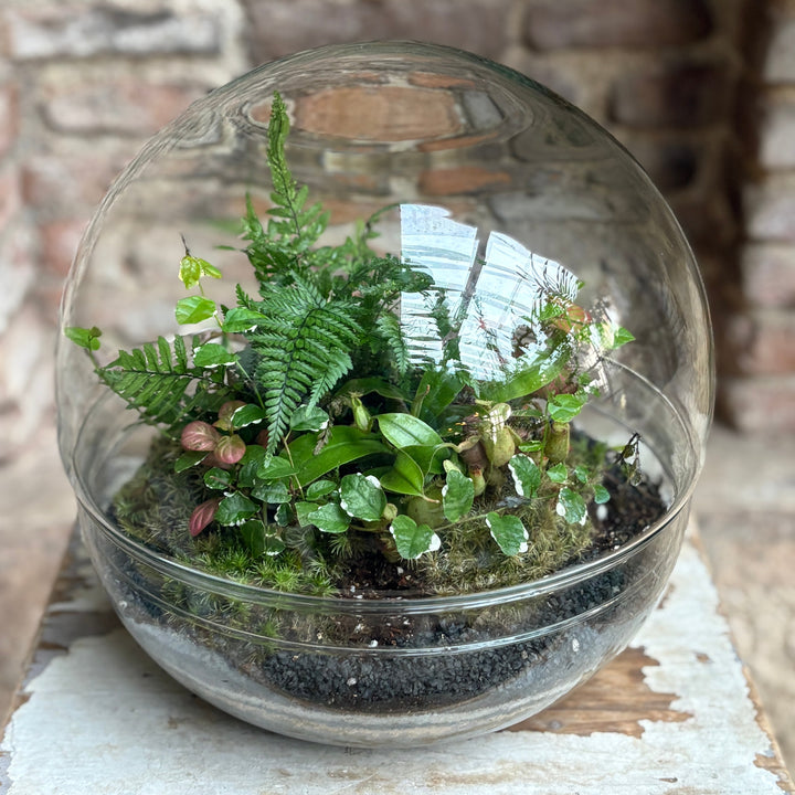 Terrario esferico grande