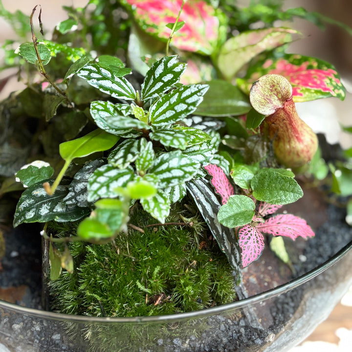 Terrario de campana tropical