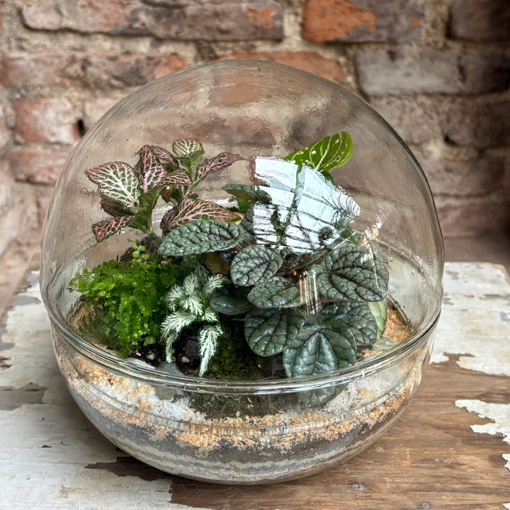 Terrario esférico mediano