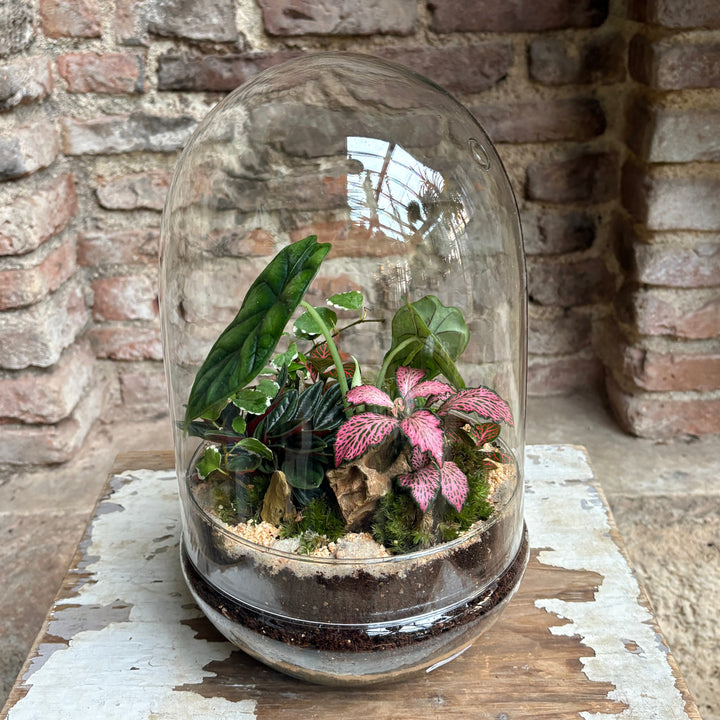 Terrario de campana tropical