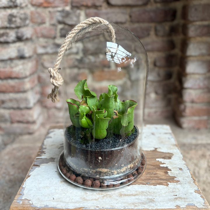 Terrario con planta carnívora
