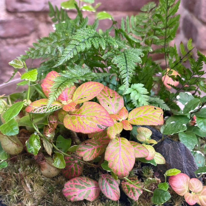 Terrario esferico grande