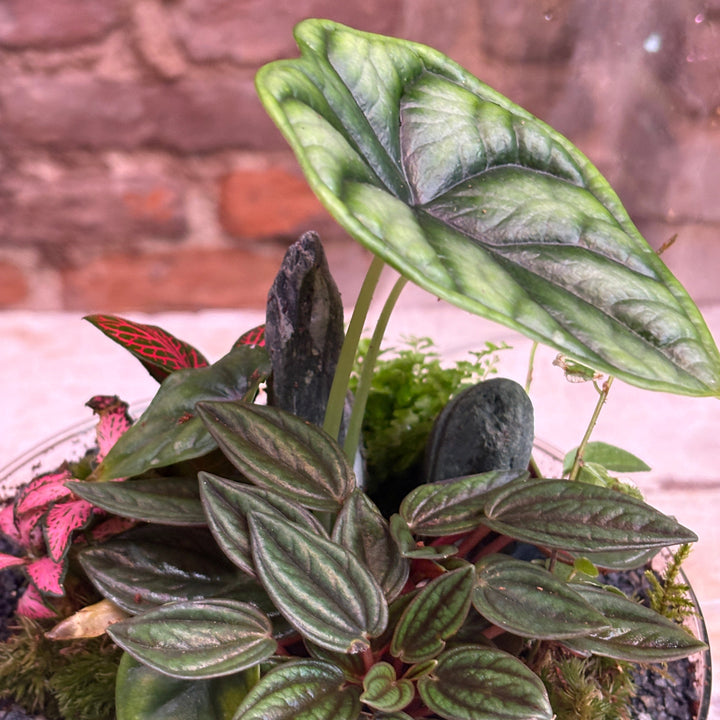 Terrario de campana tropical