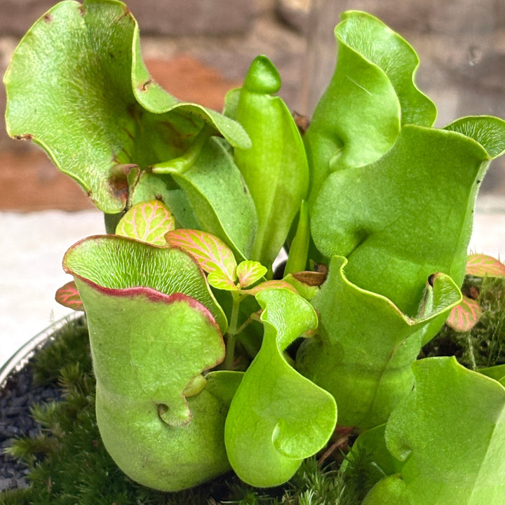 Terrario con planta carnívora