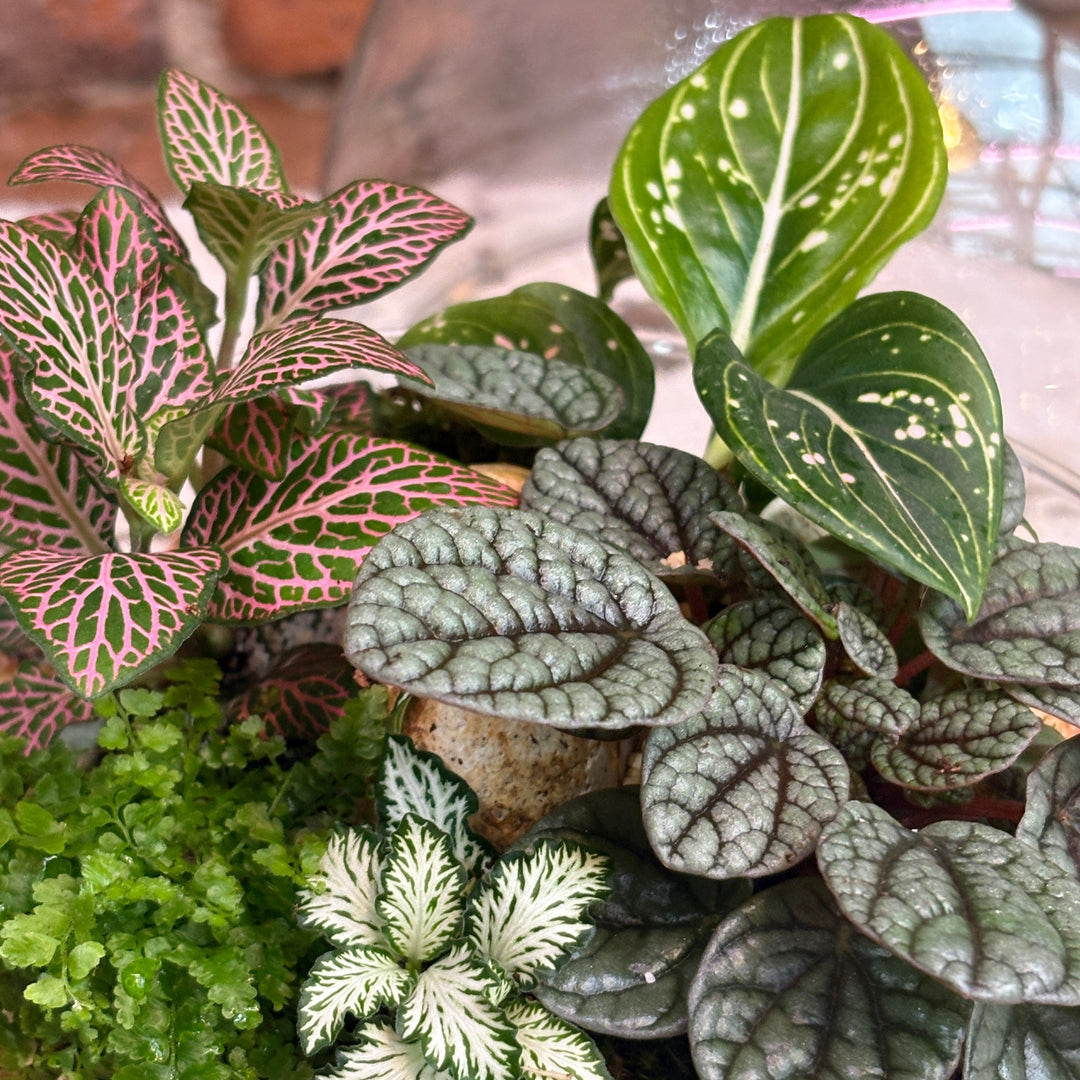 Terrario esférico mediano