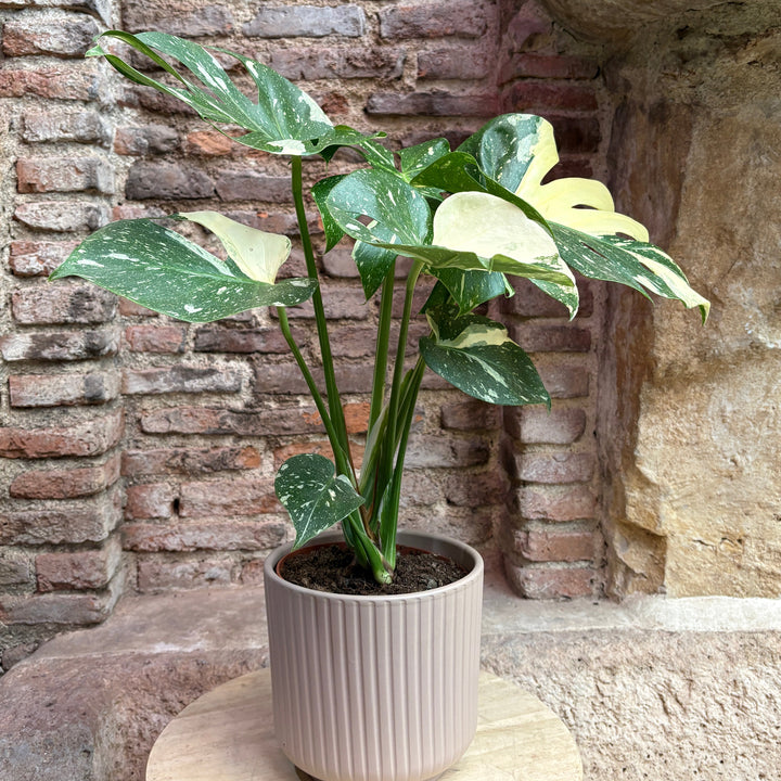 Monstera deliciosa variegada "Thai constellation"