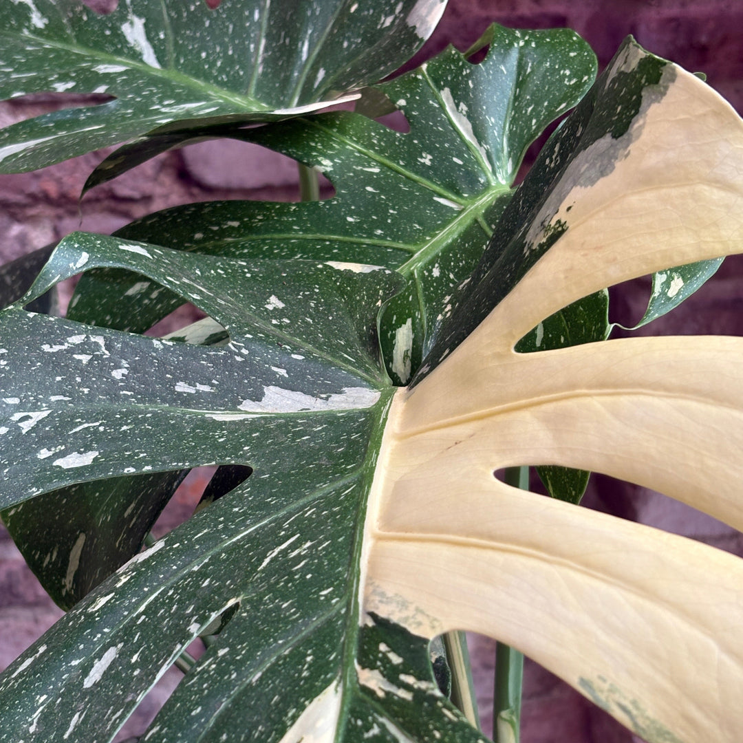 Monstera deliciosa variegada "Thai constellation"
