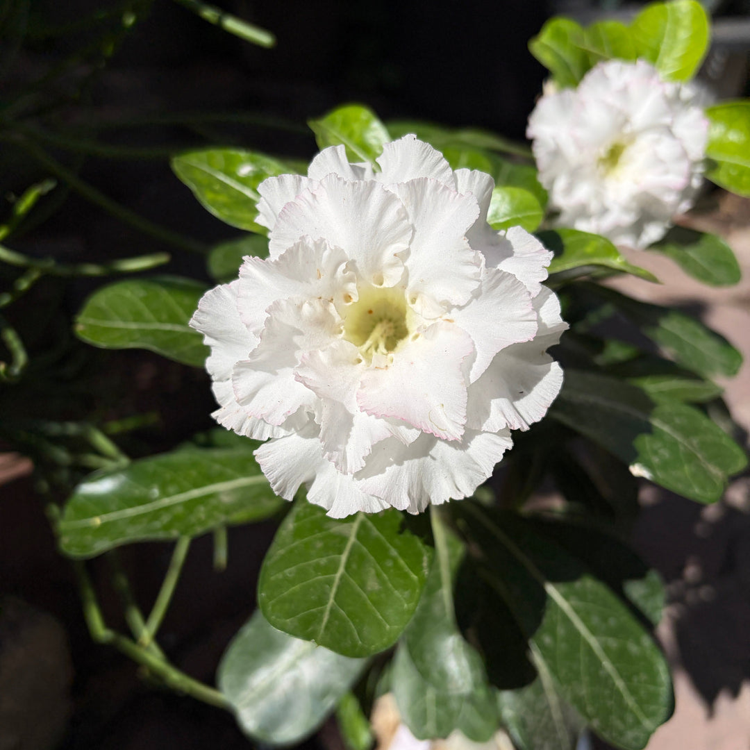 Adenium obesum (Mumbai jade jewel)