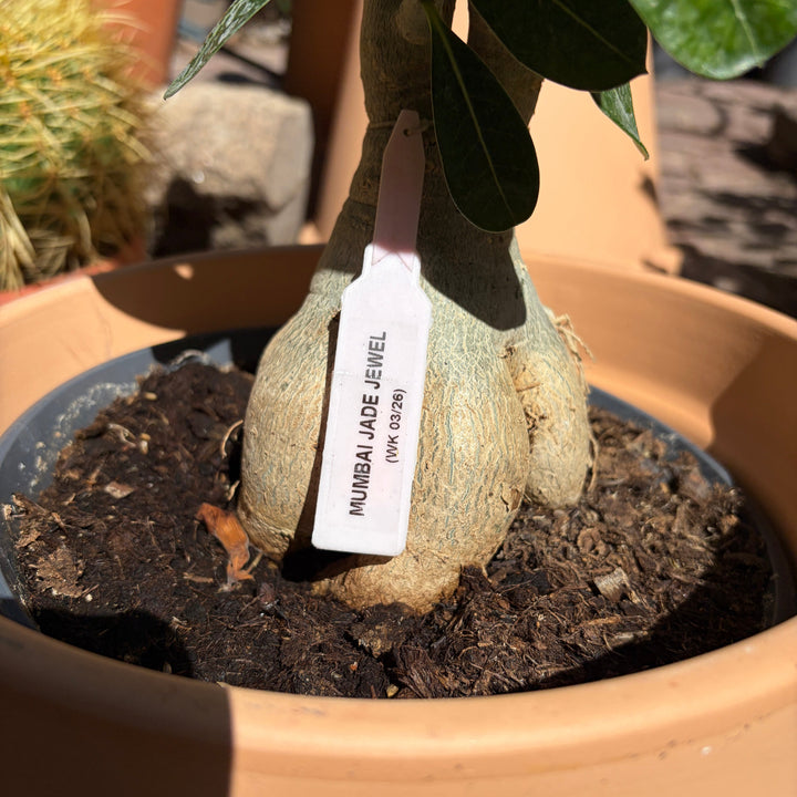 Adenium obesum (Mumbai jade jewel)