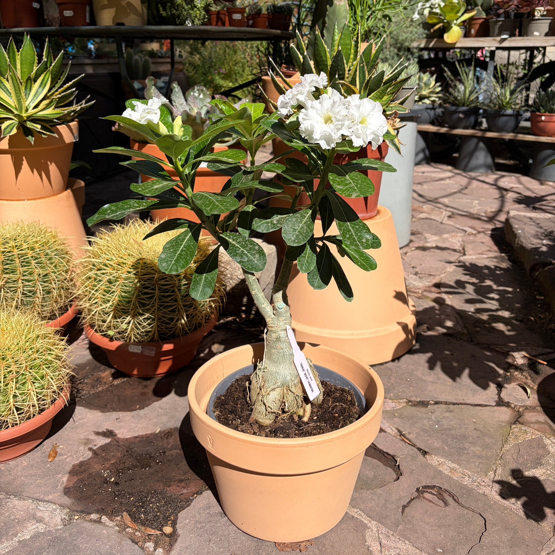 Adenium obesum (Mumbai jade jewel)