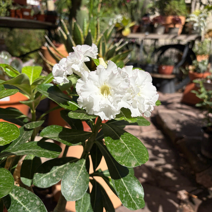 Adenium obesum (Mumbai jade jewel)