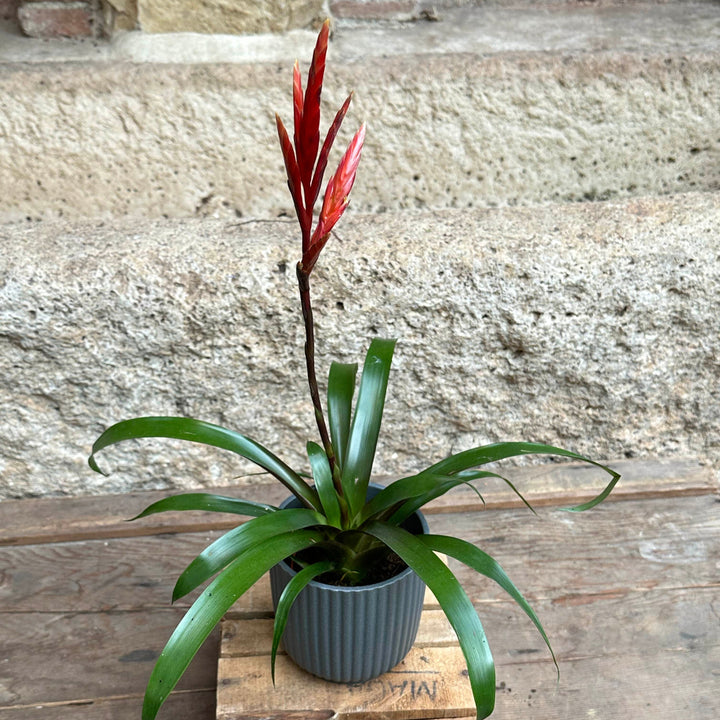 Bromelia (vriesea) roja