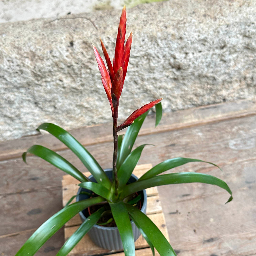 Bromelia (vriesea) roja