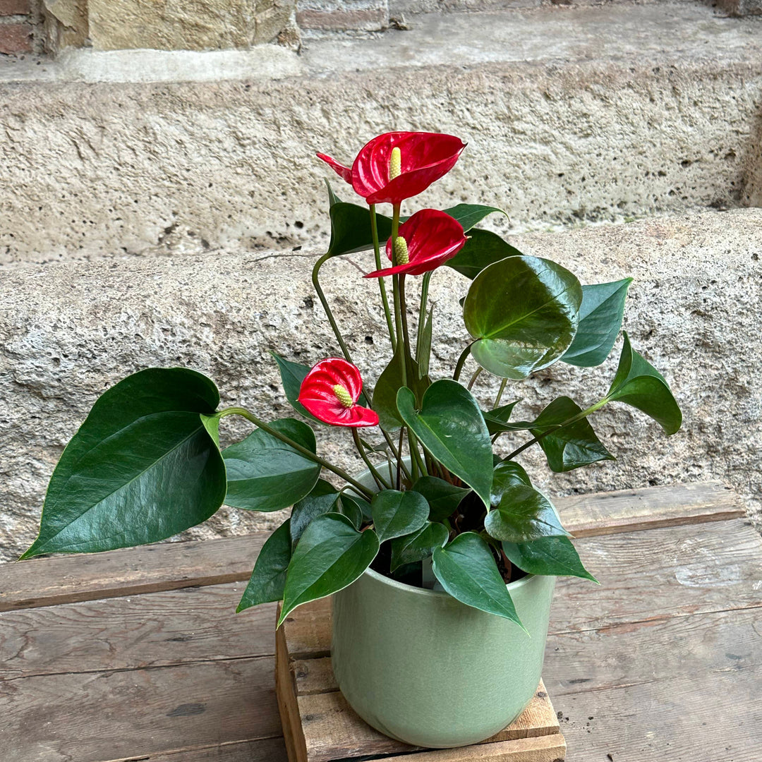 anthurium rojo Anthurium rojo (1) – El Angel Del Jardin