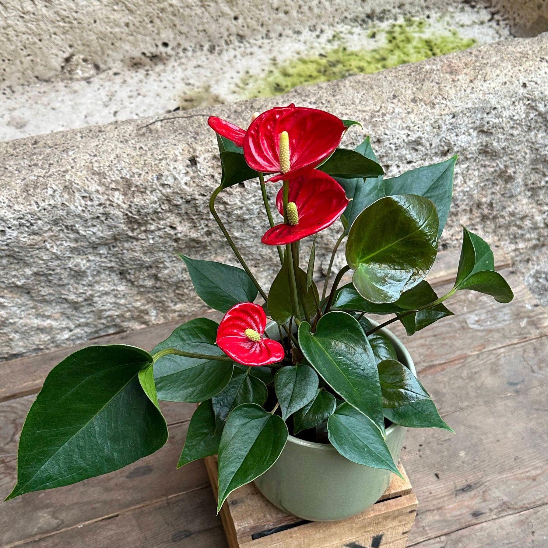 anthurium rojo precio Anthurium rojo (1) – El Angel Del Jardin
