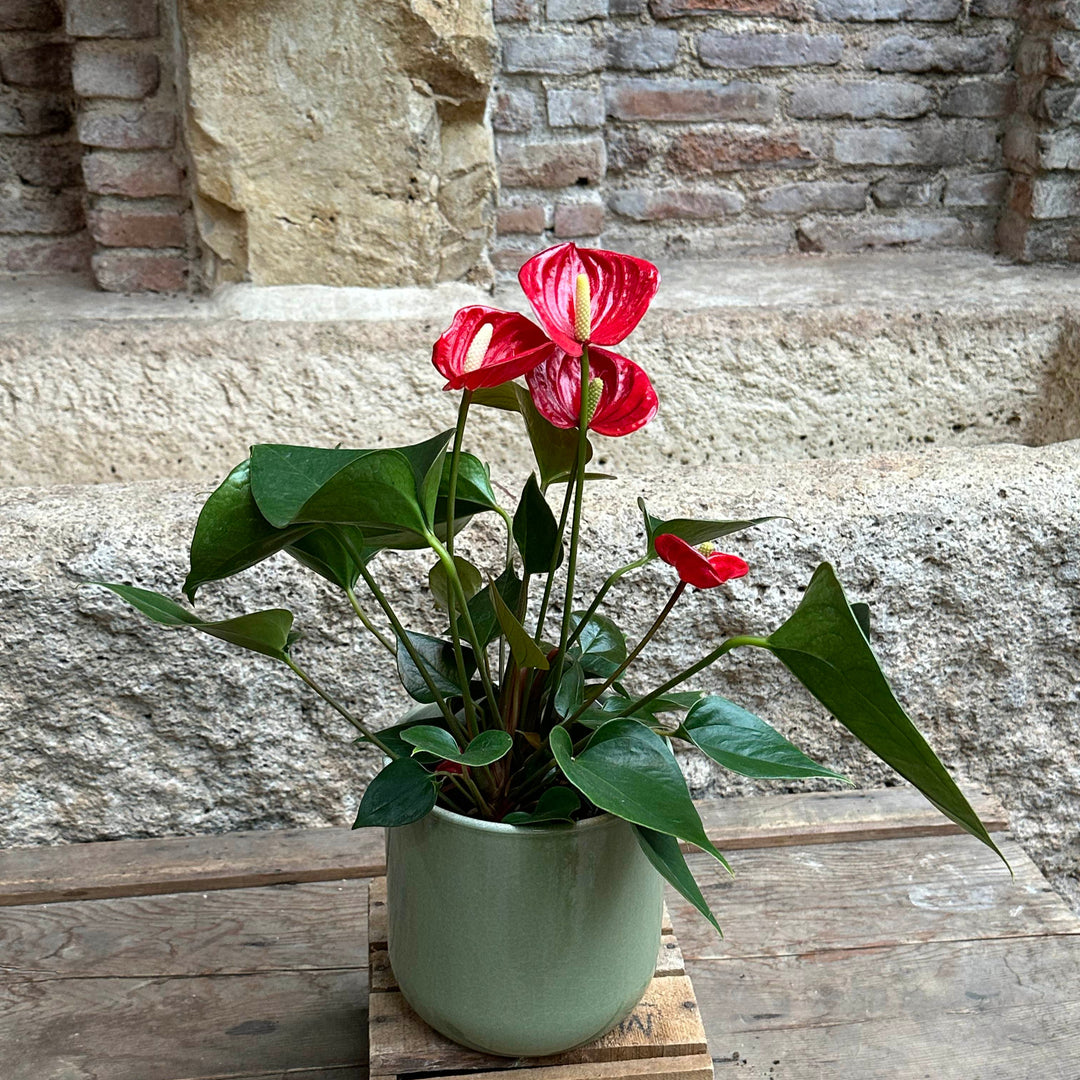 anthurium roja Anthurium rojo (1) – El Angel Del Jardin