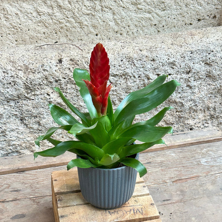 Bromelia (vriesea) roja