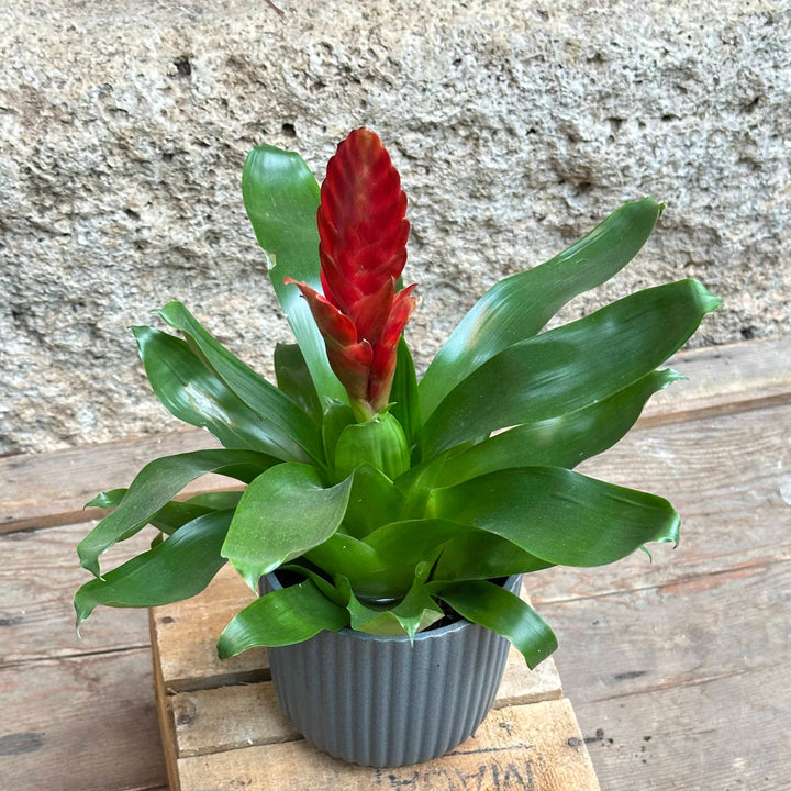 Bromelia (vriesea) roja