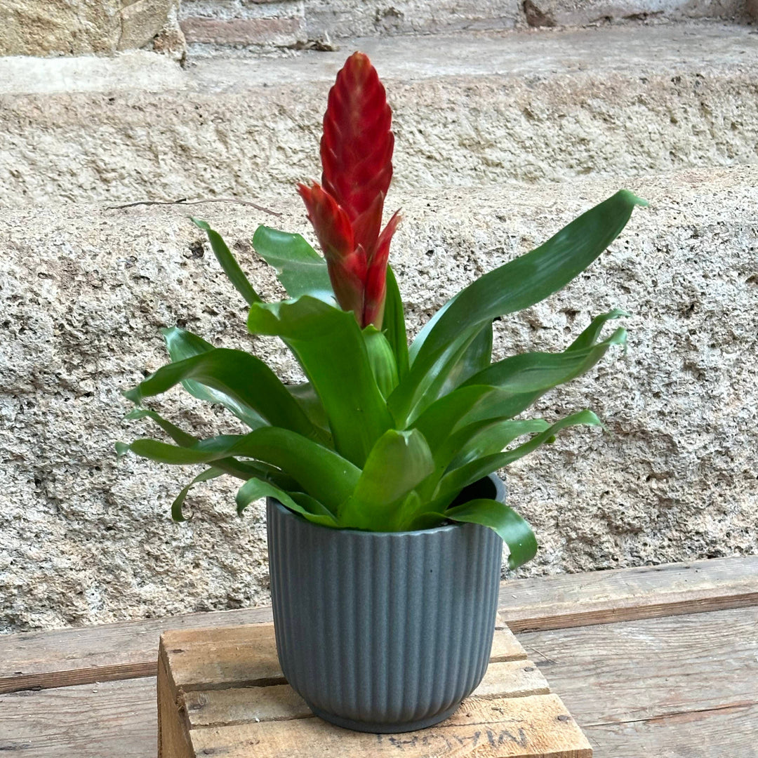 Bromelia (vriesea) roja