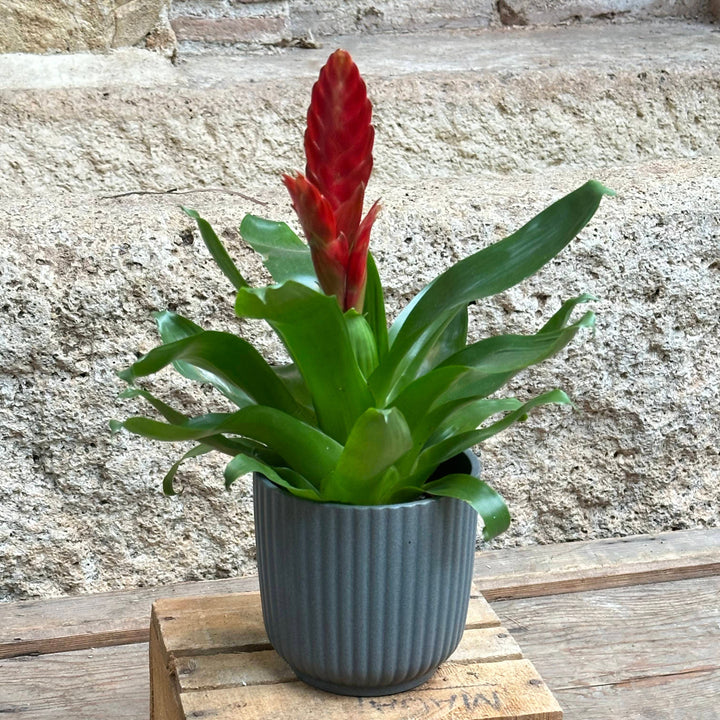 Bromelia (vriesea) roja