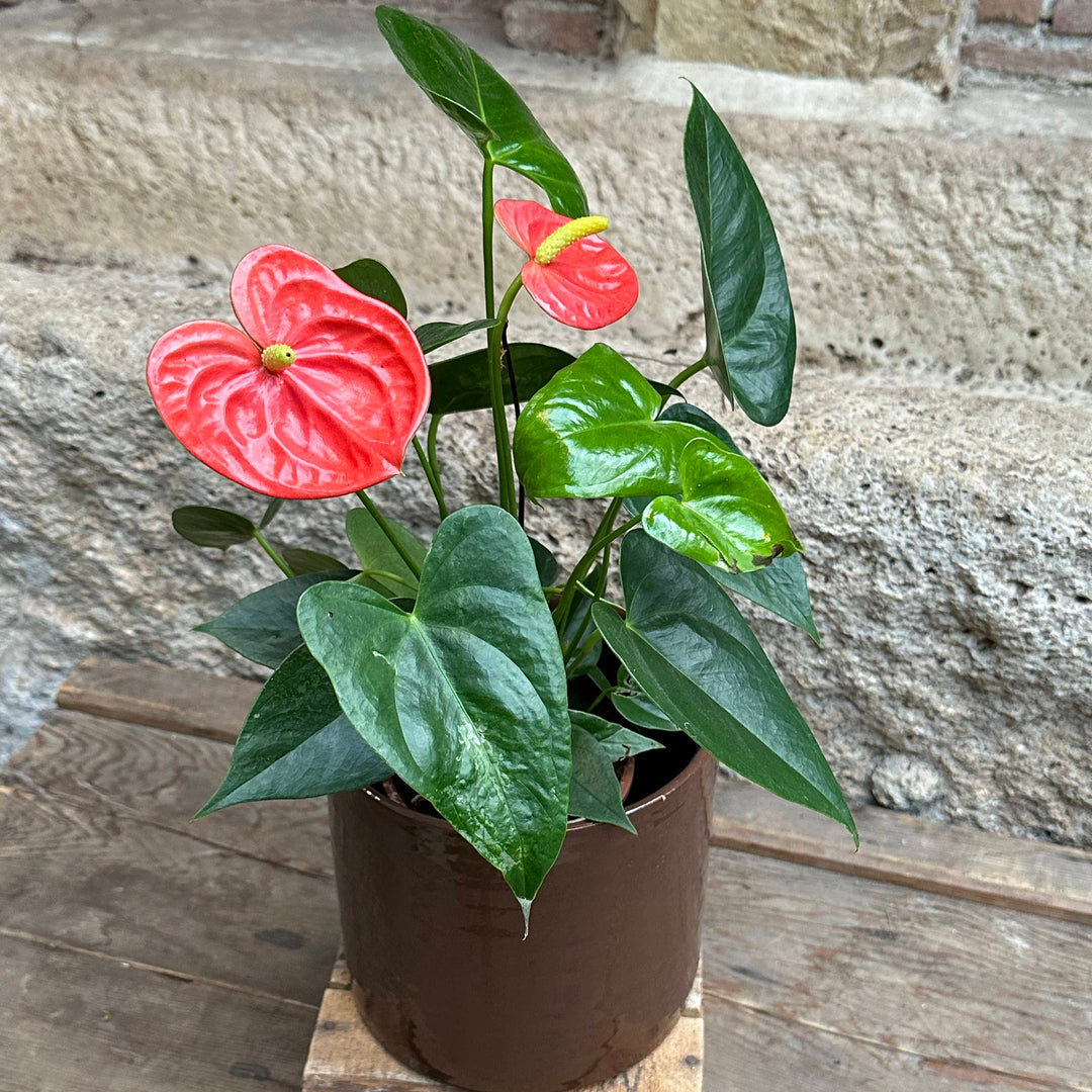 flor anthurium rojo Anthurium rojo (2) – El Angel Del Jardin