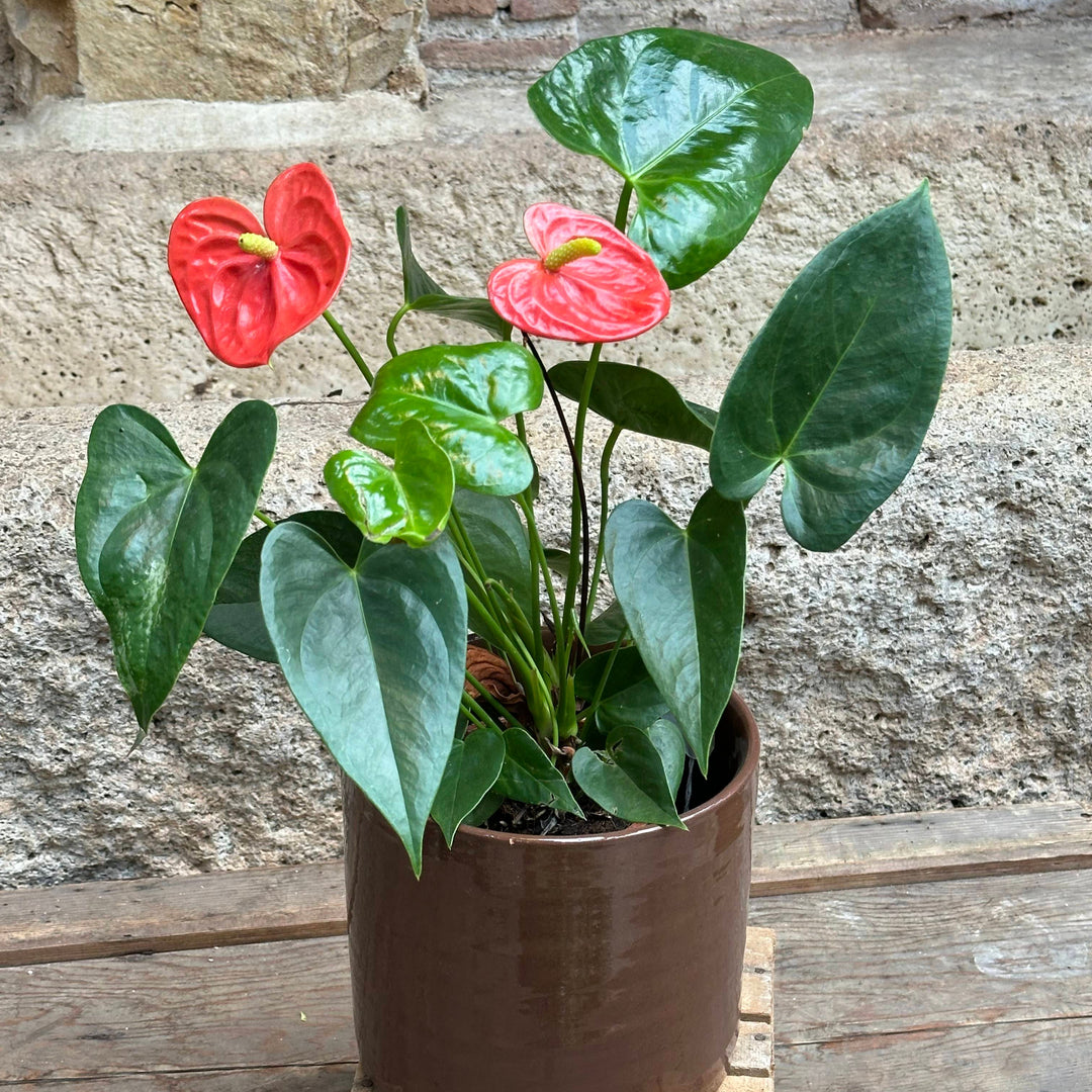 Anthurium rojo (2)
