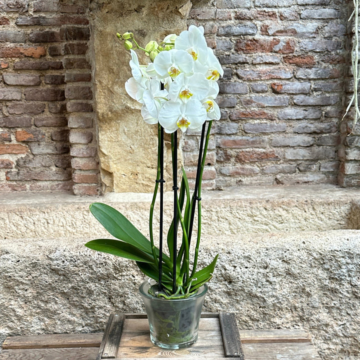 Orquídea (blanca)