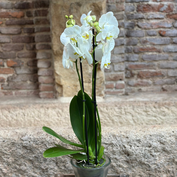 Orquídea (blanca)