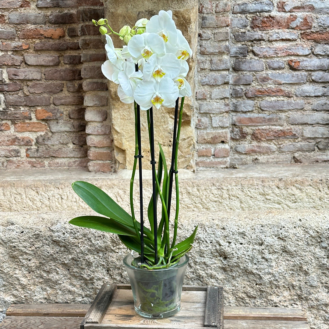 Orquídea (blanca)