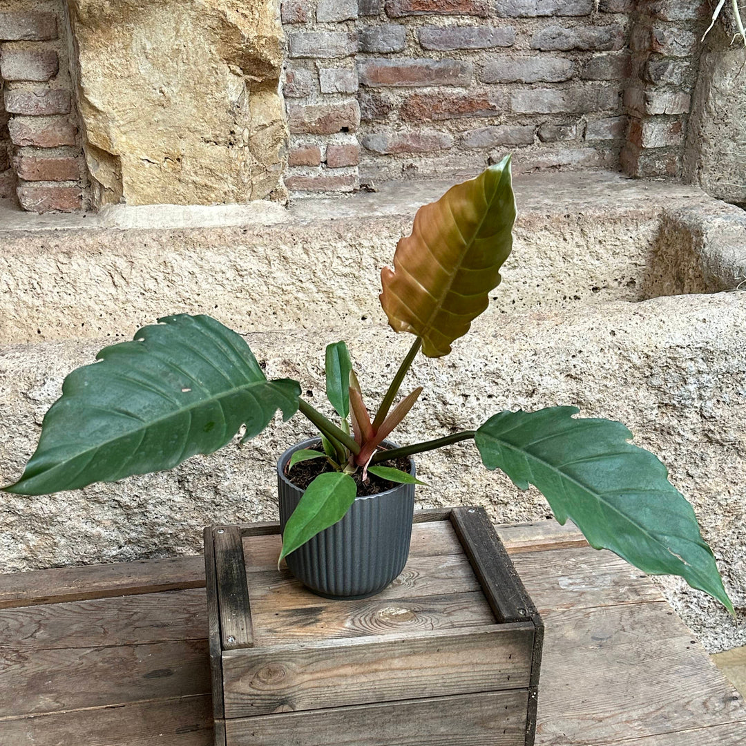 Philodendron selloum