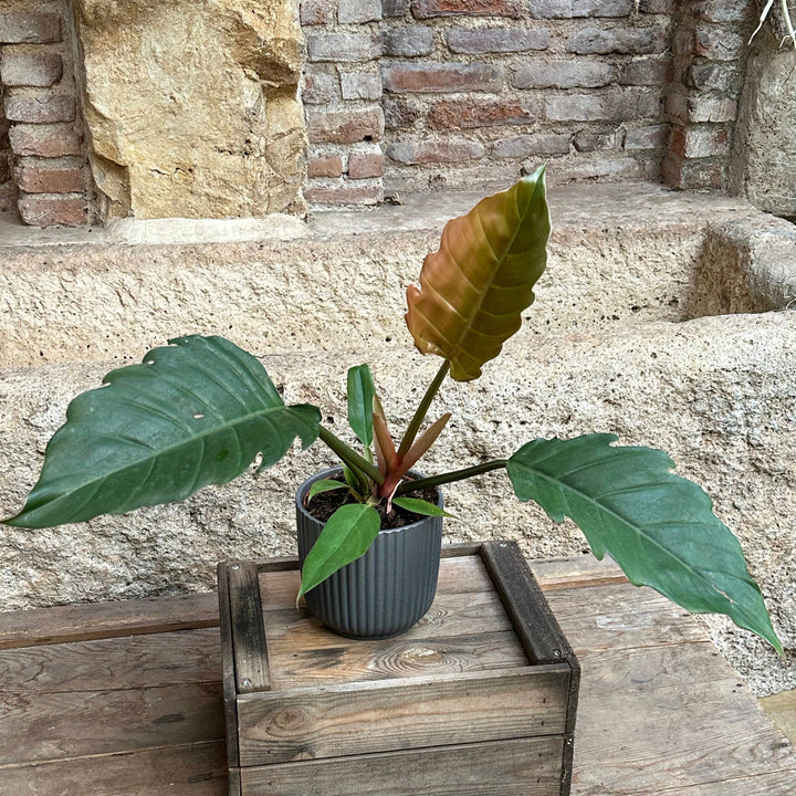 Philodendron selloum