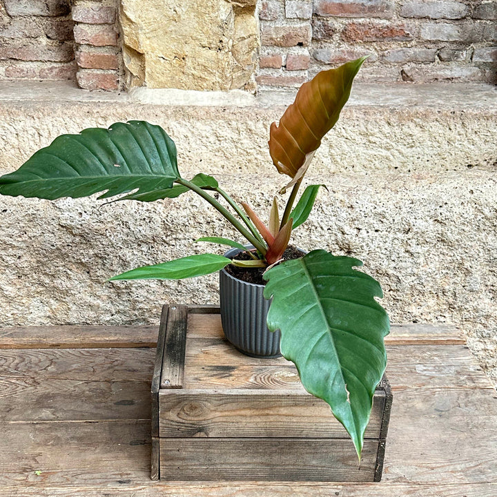 Philodendron selloum