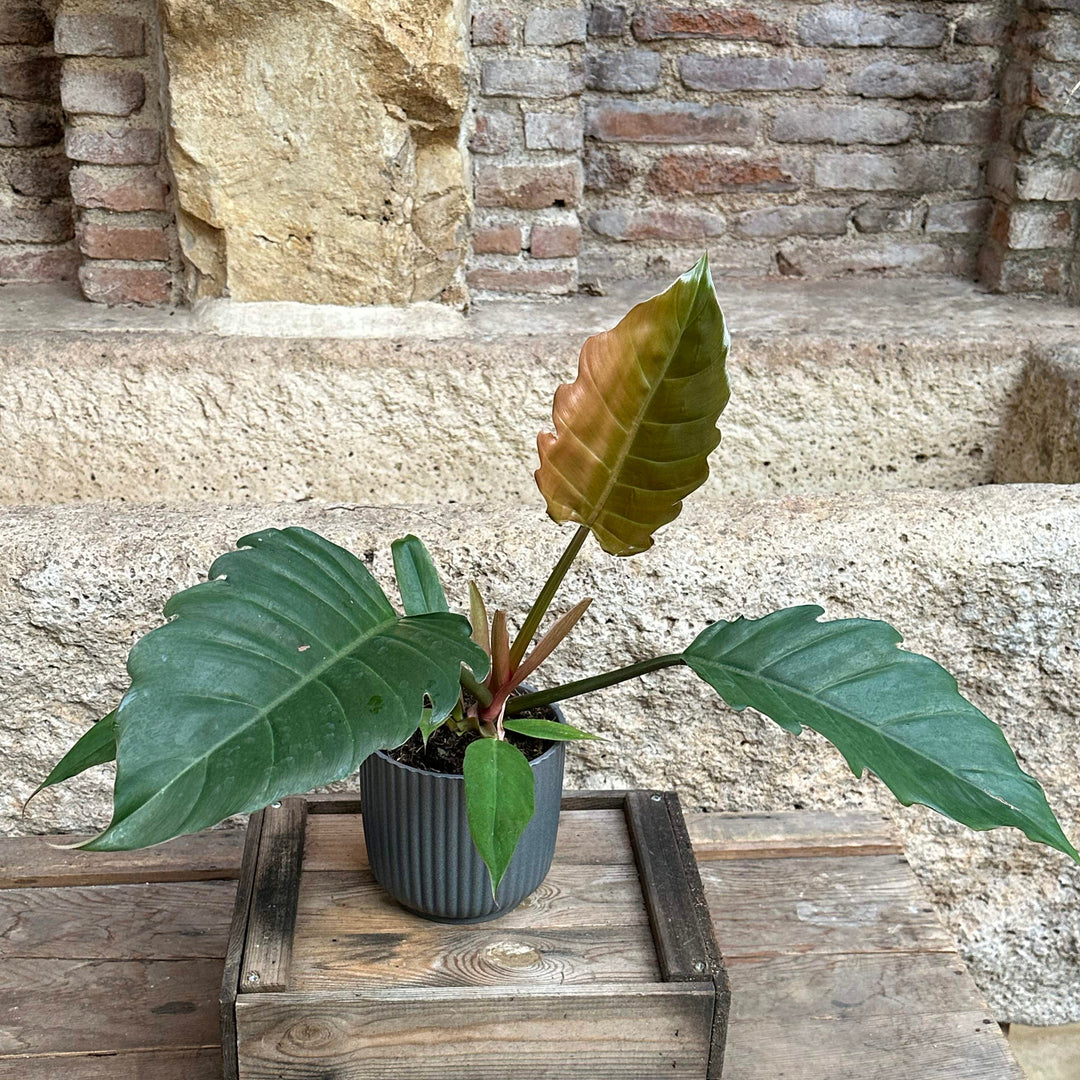 Philodendron selloum