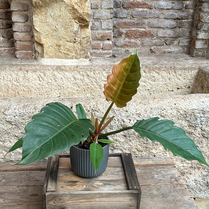 Philodendron selloum