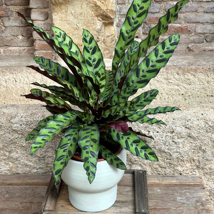 Calathea - Lancifolia (tamaño M)