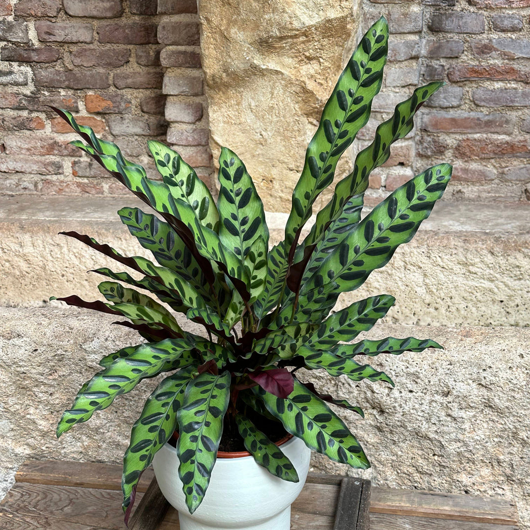 Calathea - Lancifolia (tamaño M)