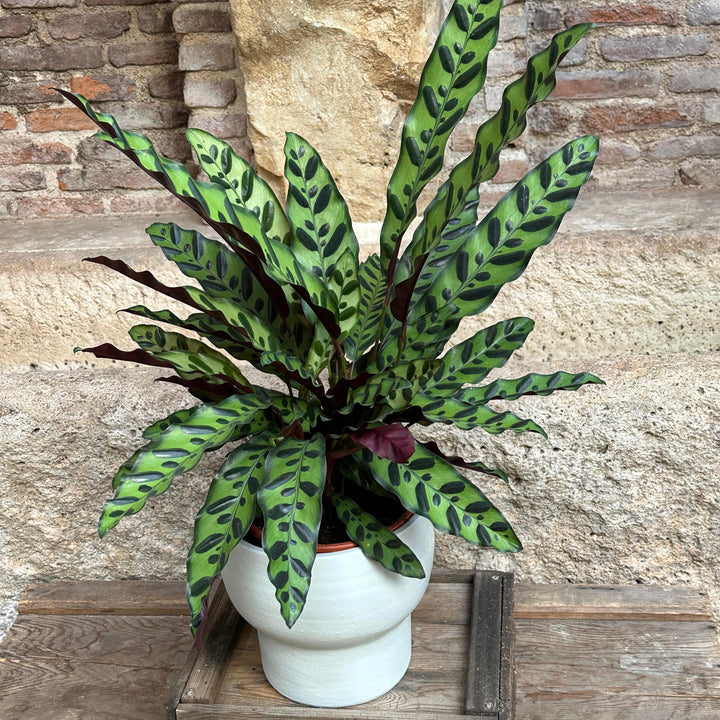 Calathea - Lancifolia (tamaño M)