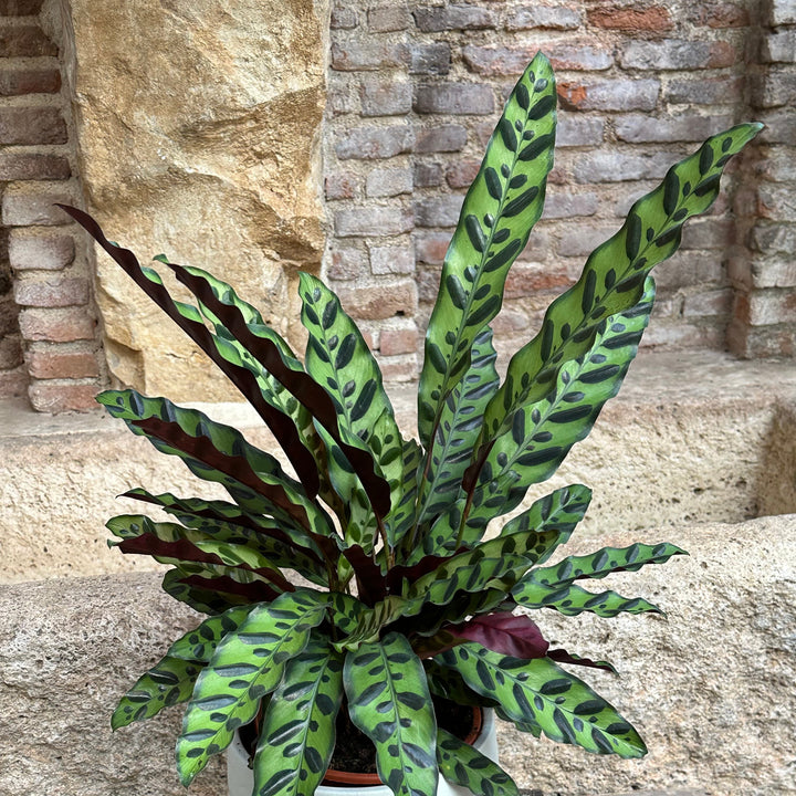 Calathea - Lancifolia (tamaño M)