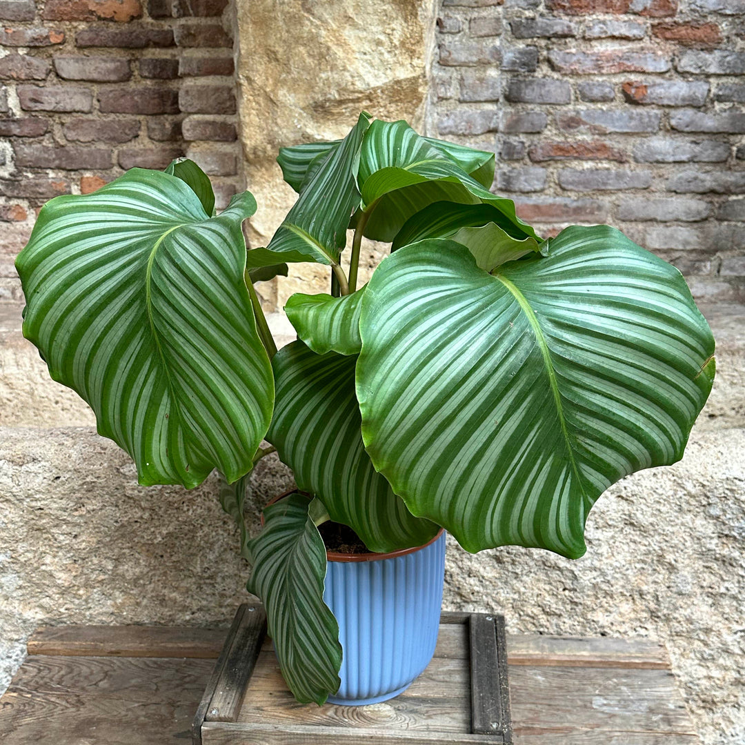 Calathea - Orbifolia (tamaño L)