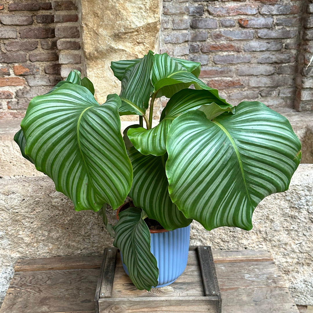 Calathea - Orbifolia (tamaño L)