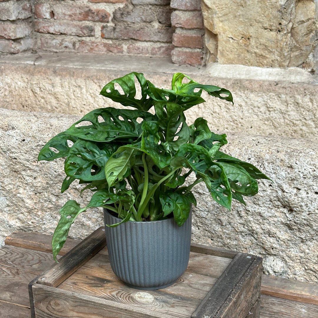 Monstera oblicua - (tamaño S)