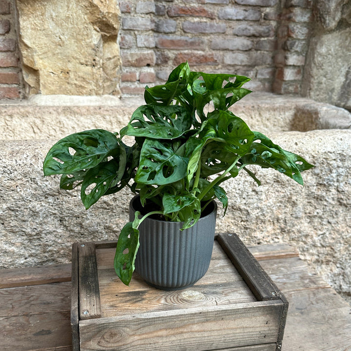 Monstera oblicua - (tamaño S)