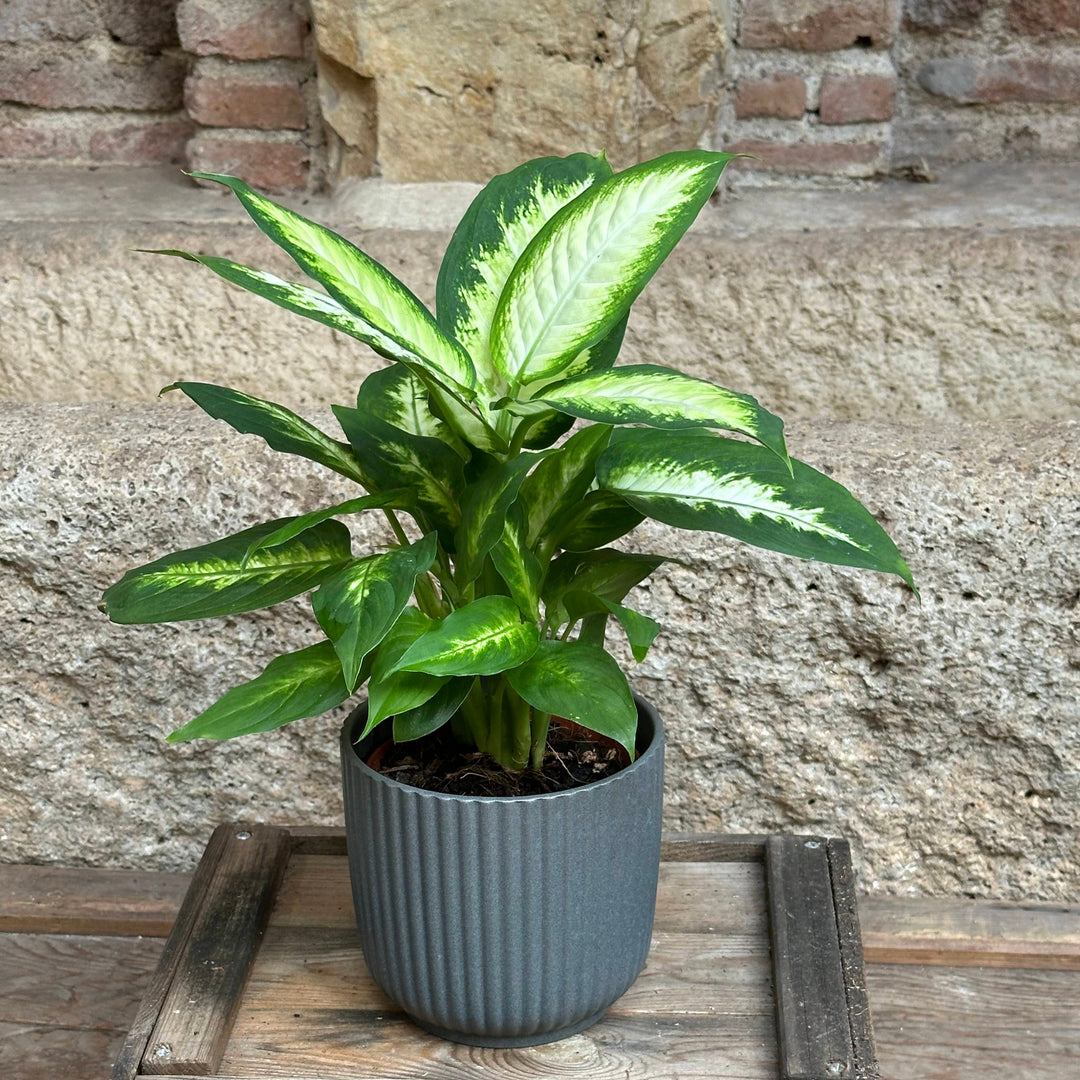 Dieffenbachia - Camilla (tamaño S)