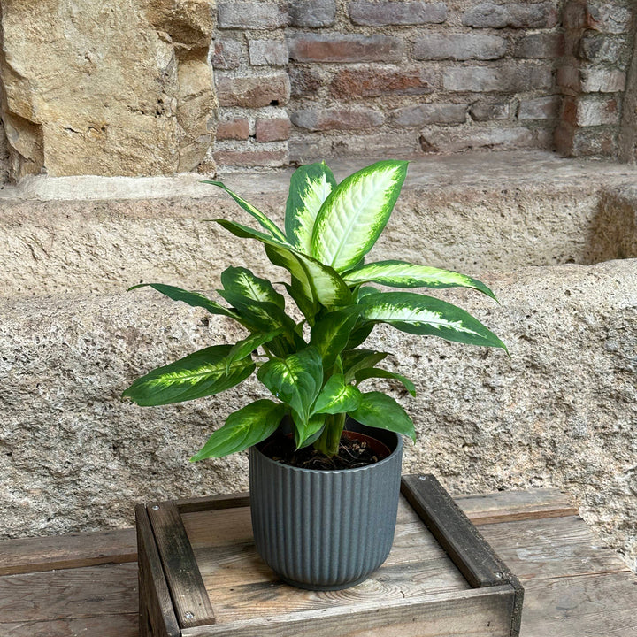 Dieffenbachia - Camilla (tamaño S)